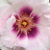 Purper - roze - Floribunda roos - Eyes for You